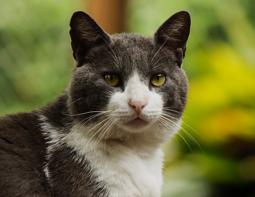 gray and white cat looking at the camera