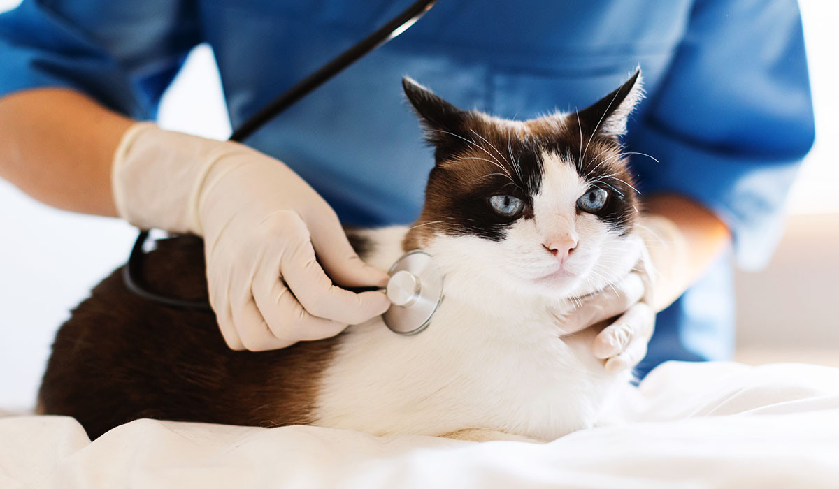 veterinarian-doctor-examining-cat-with-stethoscope