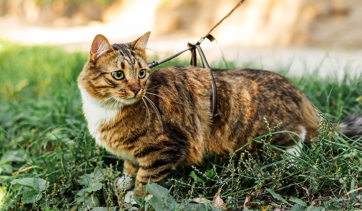 leashed-tabby-cat-playing-in-grass-flea-ticks-mosquitoes-season