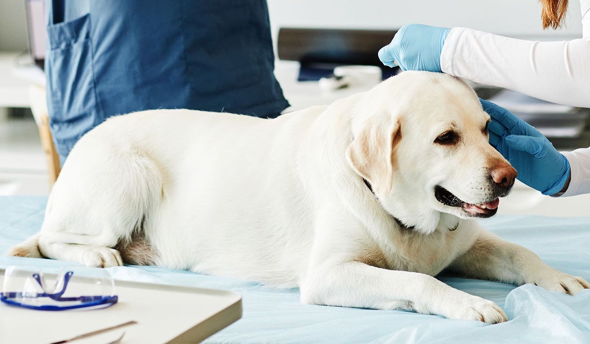vet-examining-white-labrador-for-immunization