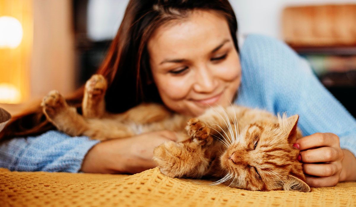 joyful-season-cat-healthcare-owner-petting