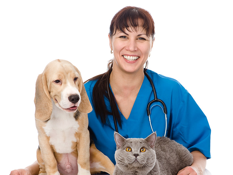 Female Vet with Dog and Cat 1 Female Vet with Dog and Cat 1